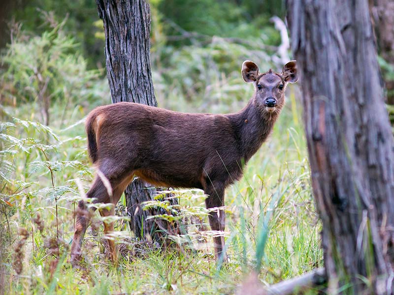 Young Sambar
Deer