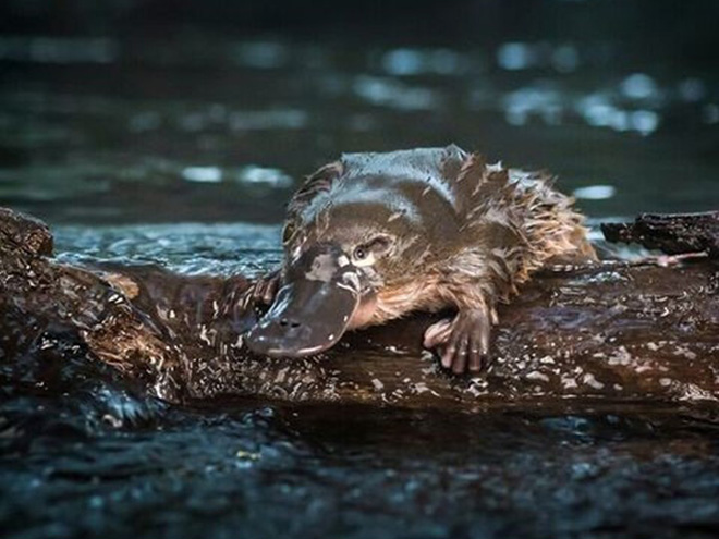 Platypus
