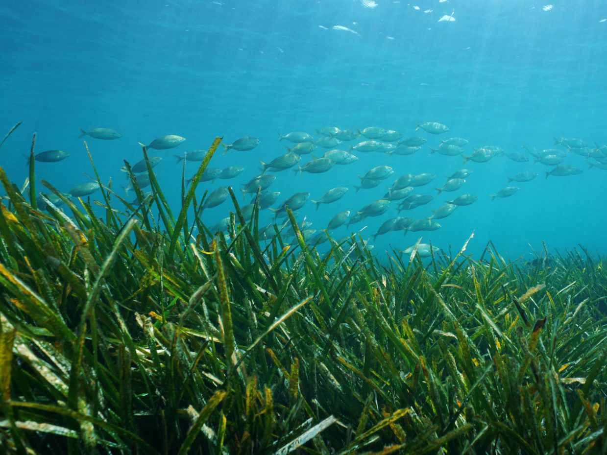 Seagrass