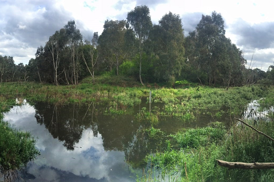 Banyule Billabong