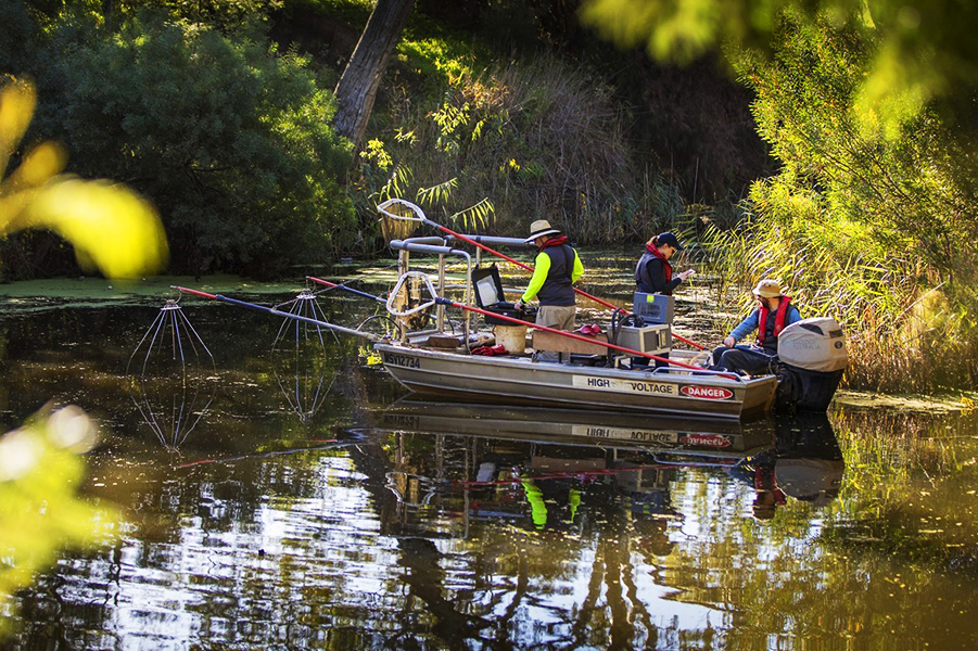 Fish monitoring in the Werribee River