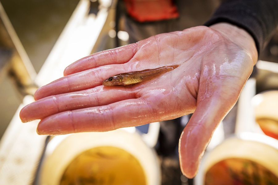 Fish caught during monitoring of the Werribee River