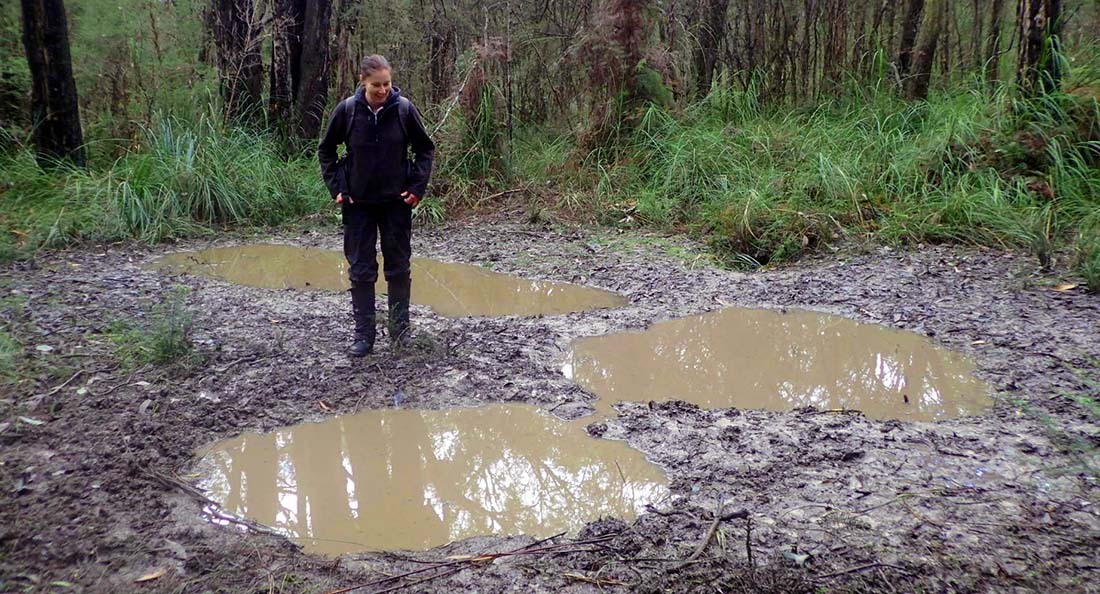 Wallows caused by deer