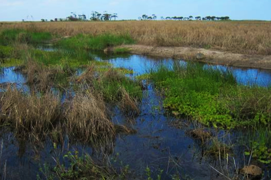 Wyndham Value Swamp