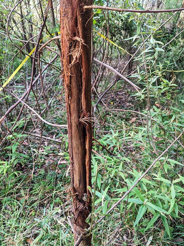 Antler rubbing causes ring bark