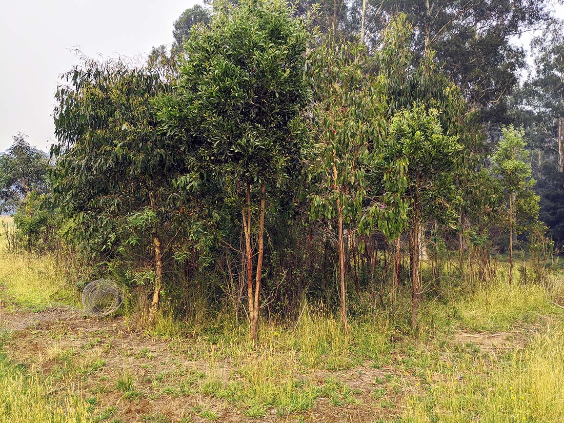 Vegetation impacted by deer following fence removal