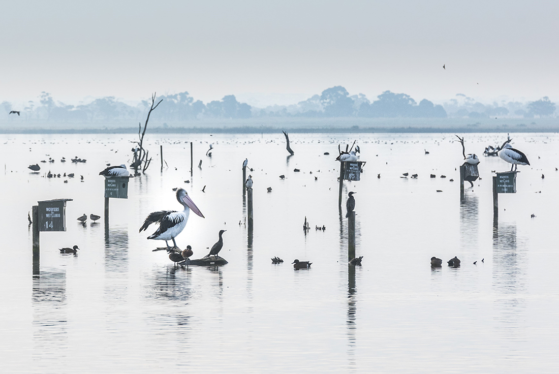 Birds at Werribee's Western Treatment Plant