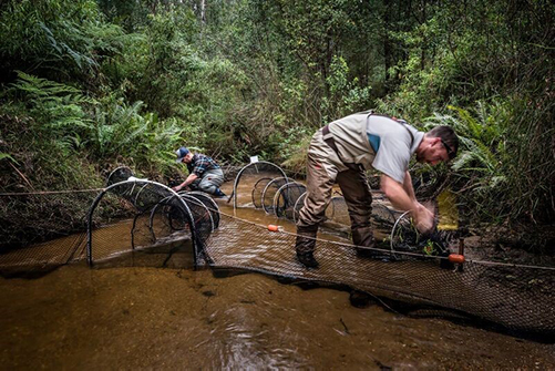 Platypus live trapping survey