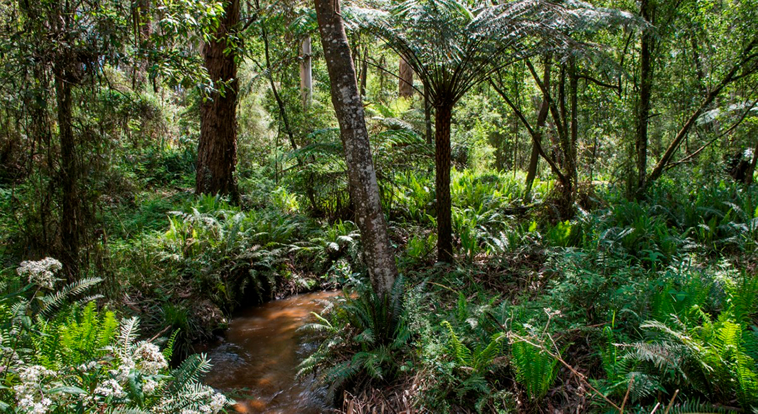 Platypus are supported by quality vegetation