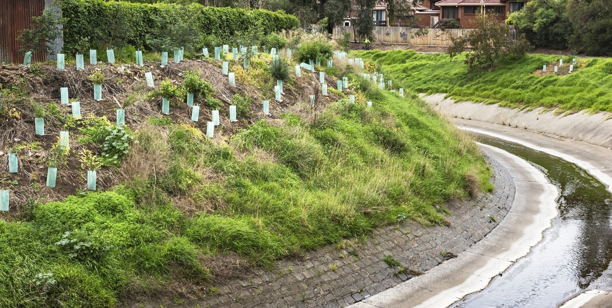 Revegetation of a channelised waterway