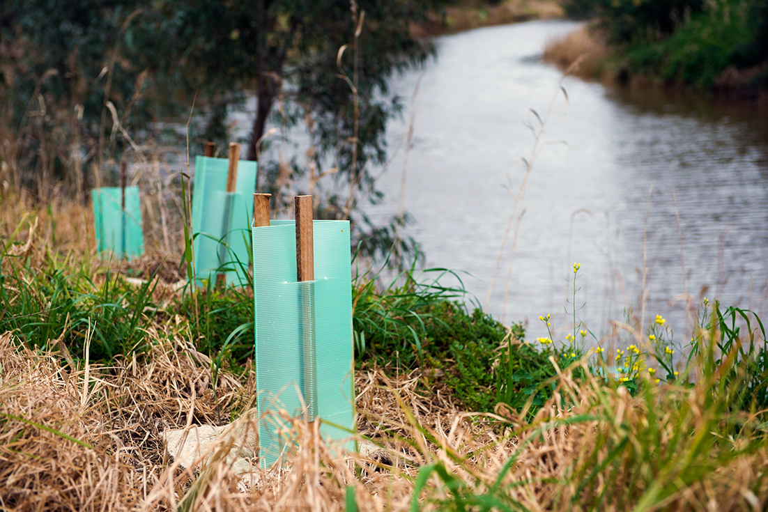 Willow removal and revegetation