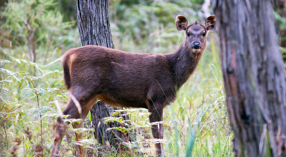 Young Sambar Deer